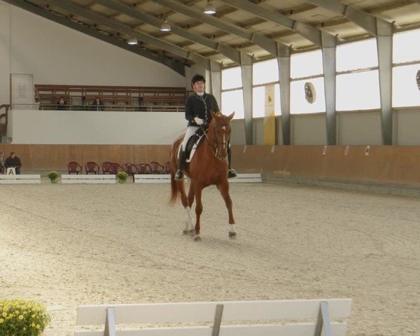 Reitturnier Frechen-Grefrath - Sonnenhof 2024