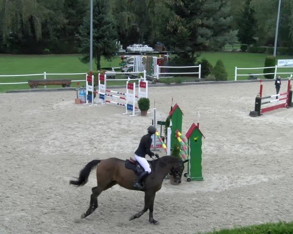 Reitturnier Dielsdorf 2024