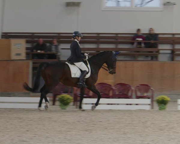 Reitturnier Frechen-Grefrath - Sonnenhof 2024