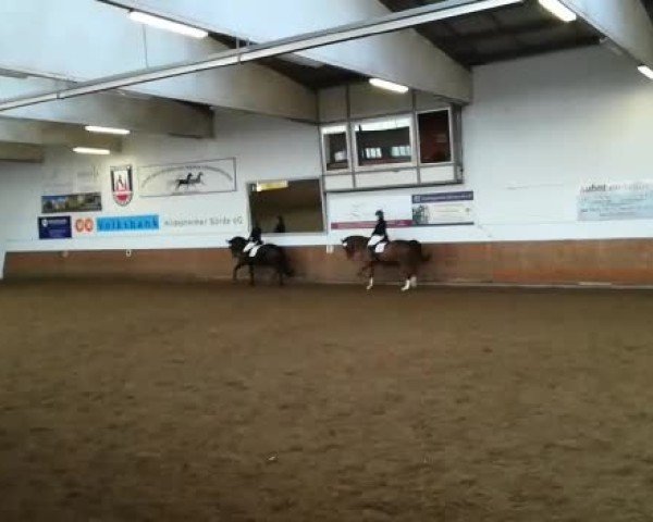 Video von Signoretta