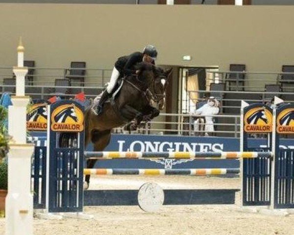 broodmare Speedy (Westphalian, 2016, from Stakkato)