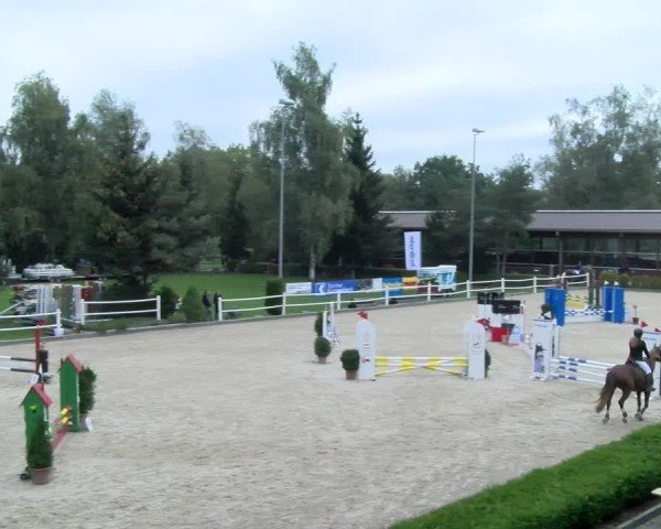 Reitturnier Dielsdorf 2024