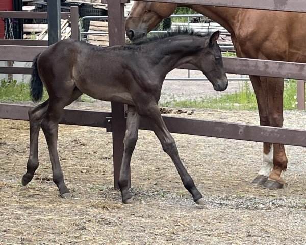 horse Geistertanz (Oldenburg, 2024, from Gangster He'las 236 FIN)