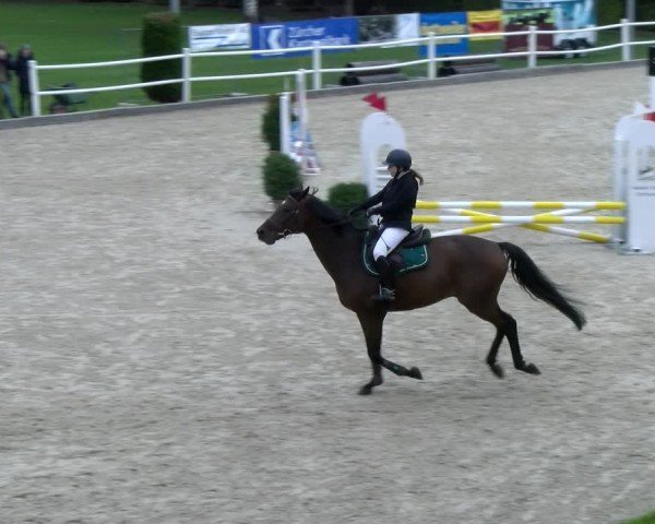 Reitturnier Dielsdorf 2024