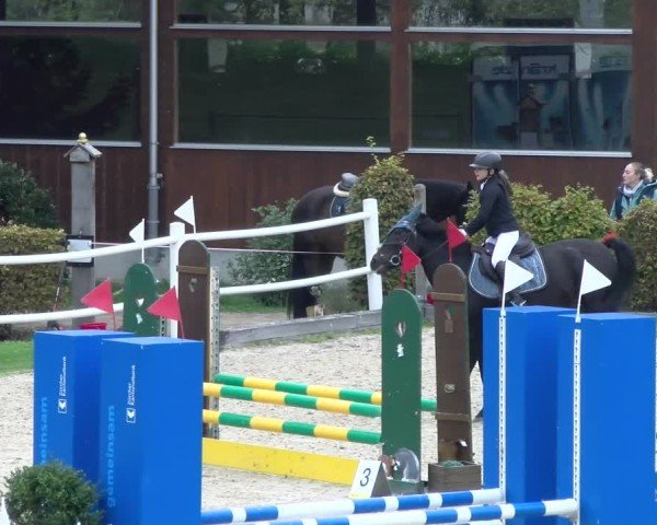 Reitturnier Dielsdorf 2024