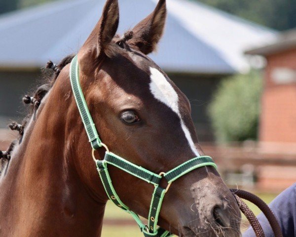 horse Avantgarde (German Riding Pony, 2024, from A kind of Magic 5)