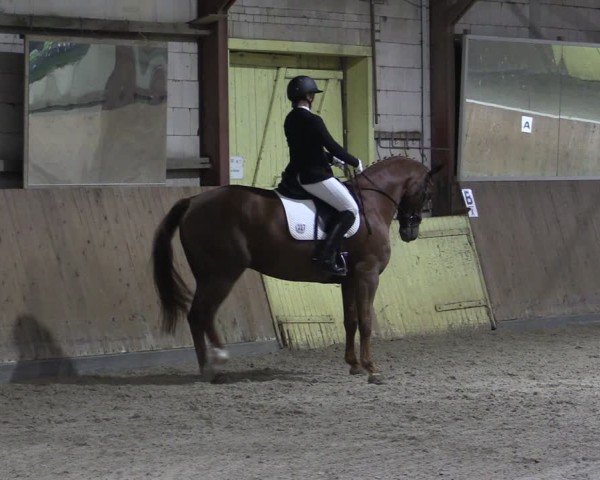 Reitturnier Elisenau 2024