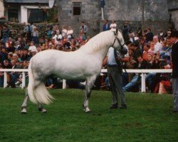 stallion Cloonisle Cashel (Connemara Pony, 1991, from Abbeyleix Owen)
