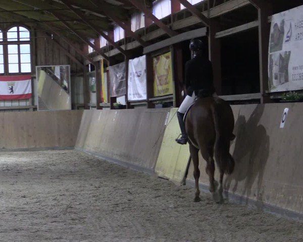 Reitturnier Elisenau 2024
