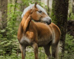 horse Havannah-Huanita (Haflinger, 2017, from liz.481/T Wulkan)