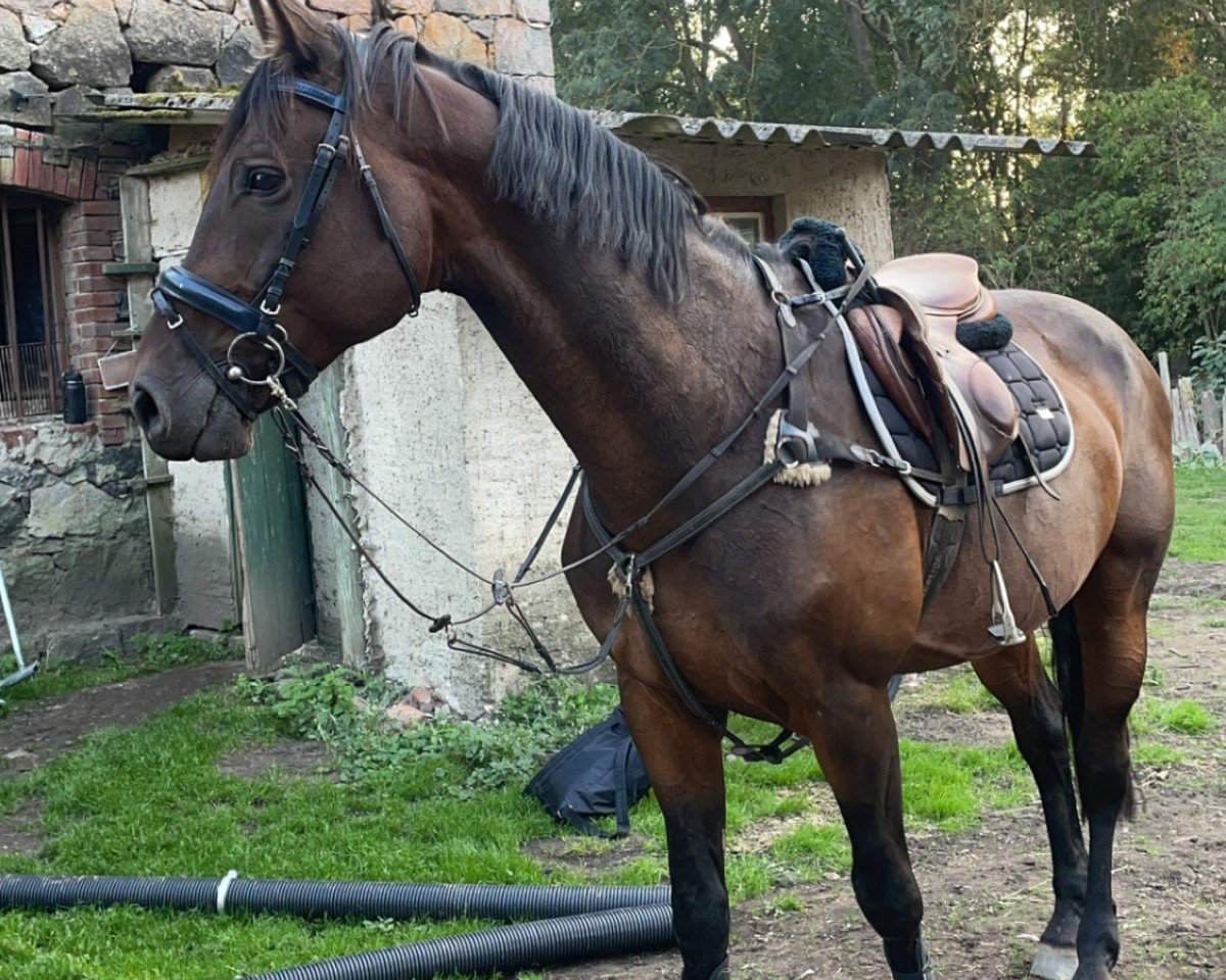 jumper Nm My Continuous (Holsteiner, 2012, from Conteur)