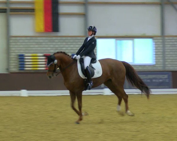 Reitturnier Bottrop-Kirchhellen 2024