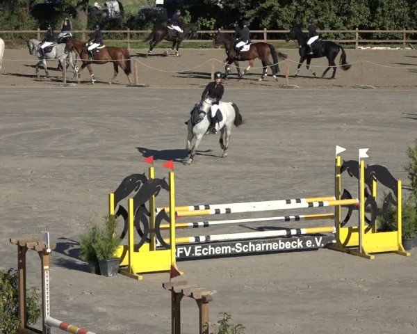 Reitturnier Scharnebeck 2024