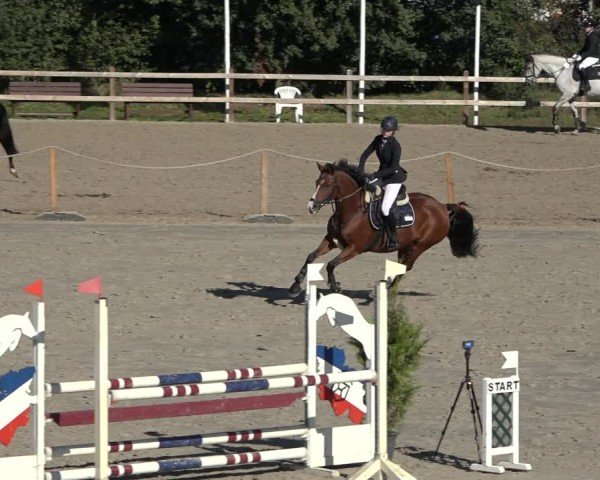 Reitturnier Scharnebeck 2024