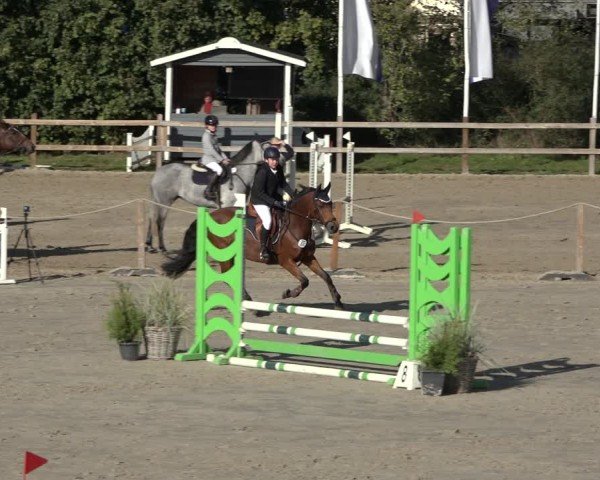 Reitturnier Scharnebeck 2024