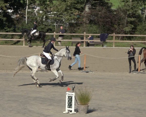 Reitturnier Scharnebeck 2024