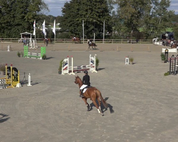 Reitturnier Scharnebeck 2024