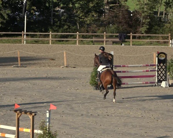 Reitturnier Scharnebeck 2024