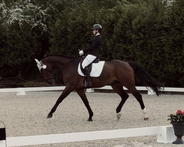 jumper Corjou B (Hanoverian, 2014, from Comte)