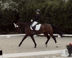 jumper Corjou B (Hanoverian, 2014, from Comte)