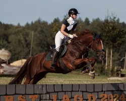 jumper Cagancho 4 (Spanish Sport Horse, 2015)