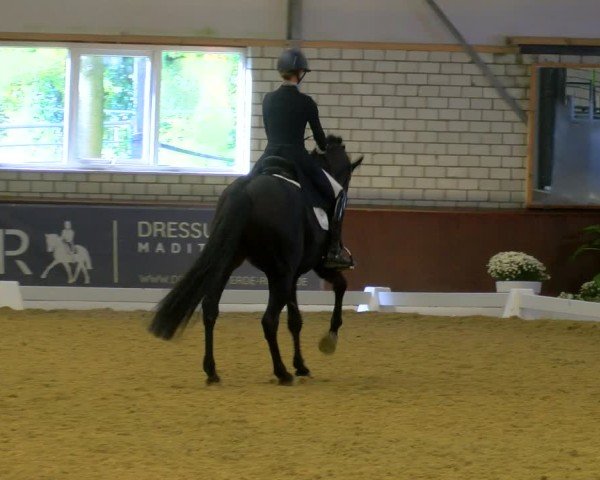 Reitturnier Bottrop-Kirchhellen 2024