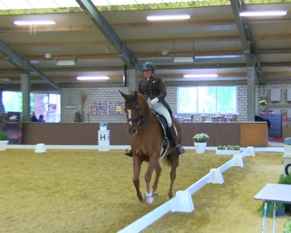 Reitturnier Bottrop-Kirchhellen 2024