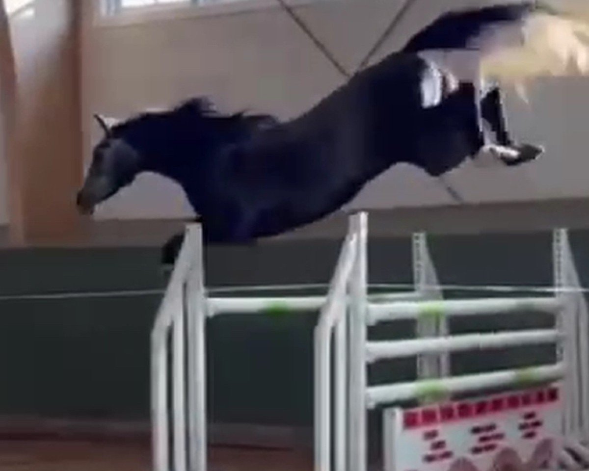 jumper Giulia 80 (Swedish Warmblood, 2019, from Gamelus R (G.Amelusa R53))