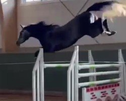 jumper Giulia 80 (Swedish Warmblood, 2019, from Gamelus R (G.Amelusa R53))