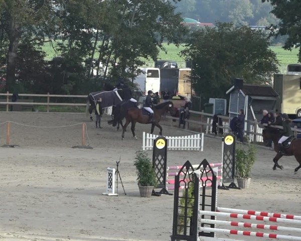 Reitturnier Scharnebeck 2024
