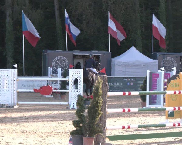 Reitturnier Ranshofen - Braunau am Inn 2024