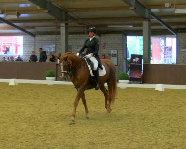 Reitturnier Bottrop-Kirchhellen 2024