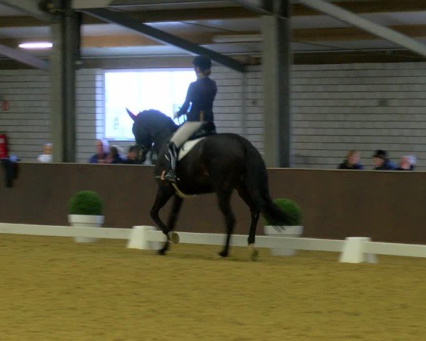 Reitturnier Bottrop-Kirchhellen 2024