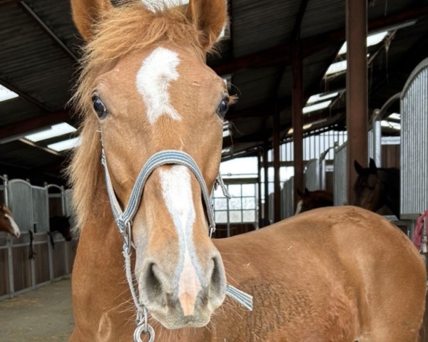 horse Hope Forever (Westphalian, 2023, from Hans Heinrich 4)