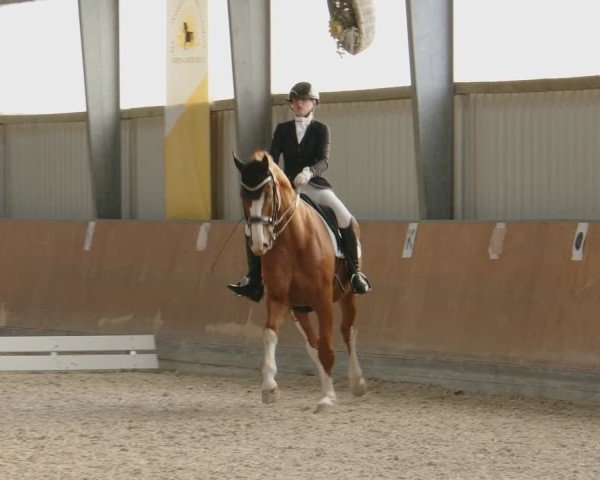 Reitturnier Frechen-Grefrath - Sonnenhof 2024