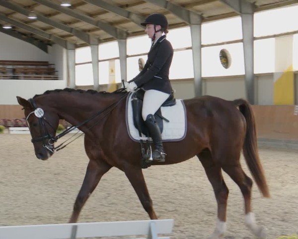 Reitturnier Frechen-Grefrath - Sonnenhof 2024