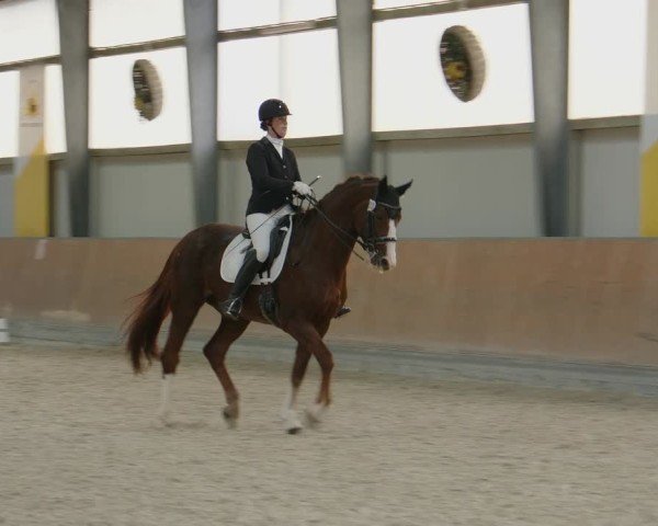 Reitturnier Frechen-Grefrath - Sonnenhof 2024