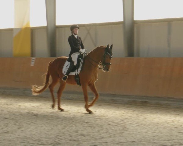 Reitturnier Frechen-Grefrath - Sonnenhof 2024