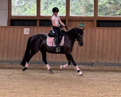 Dressurpferd D - Black (Deutsches Reitpony, 2015, von D-Day AT)