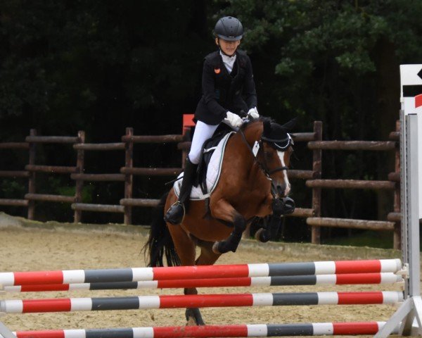 Springpferd Noelle (unbekannt, 2010)