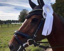 dressage horse Sharon 179 (Pony without race description, 2011)