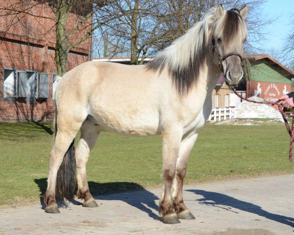 horse Dravon (Fjord Horse, 2008, from Drafur)