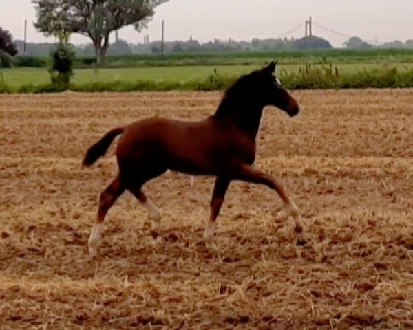 broodmare Elfie vom Uferhof (Rhinelander, 2024, from Escaneno)