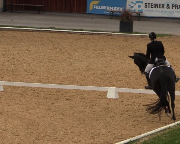 Reitturnier Wels 2024