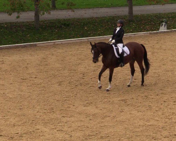 Reitturnier Wels 2024