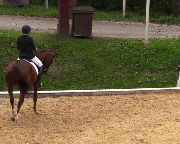 Reitturnier Wels 2024