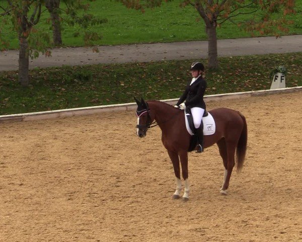 Reitturnier Wels 2024