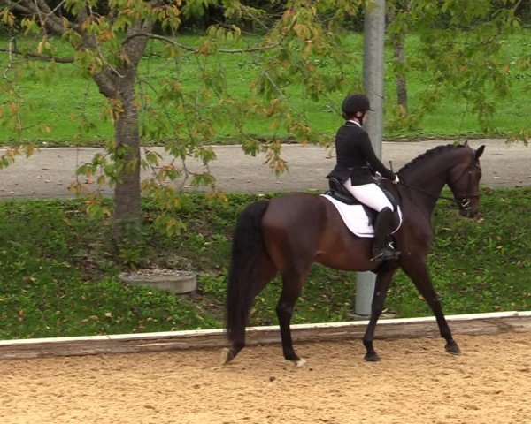 Reitturnier Wels 2024