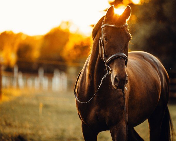 Springpferd Prince Rebelle (Polnisches Warmblut, 2011, von Pauillac de Meia Lua) Springpferd Prince Rebelle (Polnisches Warmblut, 2011, von Pauillac de Meia Lua)