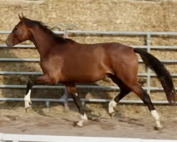 Deckhengst Fontane Z (Zangersheide Reitpferd, 2021, von Forrest Gump)